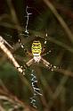 Argiope_bruennichi_P1494_Z_85_Les Gris_Frankrijk